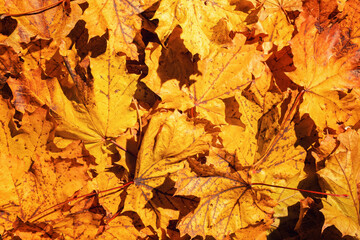 Naklejka na ściany i meble Background of colored wet autumnal maple leaves in a morning