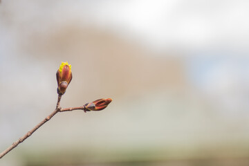 Lone twig