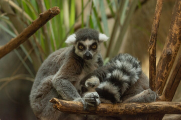 Lemur1