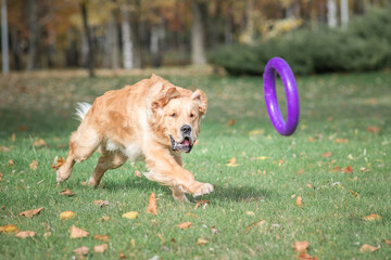 A young beautiful labrador retriever is actively playing in the park.