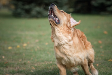 A young beautiful labrador retriever is actively playing in the park.