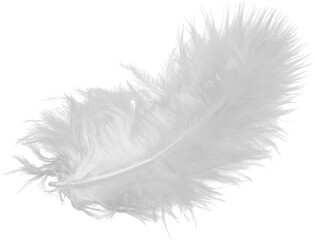 White feather isolated on white background - obrazy, fototapety, plakaty