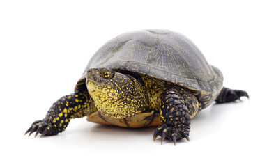 One beautiful turtle.
