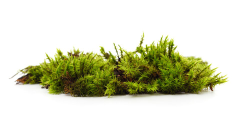 Green beautiful moss.