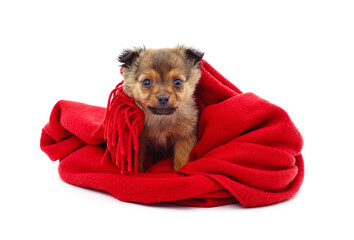 Puppy in a warm red scarf.