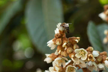 Bee perched on a flower in a green garden