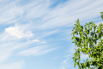 流れる秋の雲とナツメの木