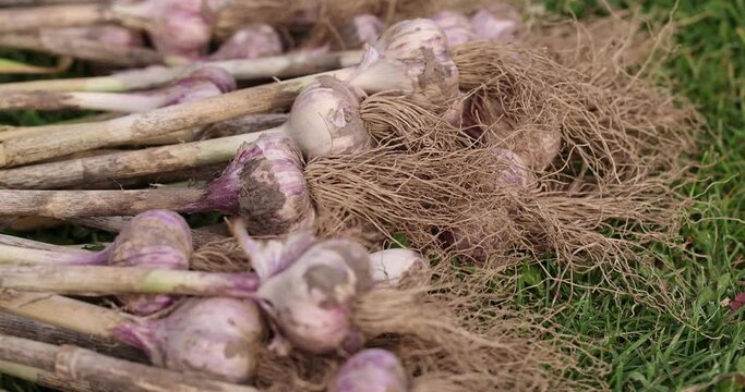 Harvested garlic on the grass while drying in the sun, garlic is fresh harvested