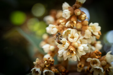 macro photo of a bee pollinating