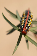Spurge hawkmoth, Hyles euphorbiae, colourful and toxic caterpillar.