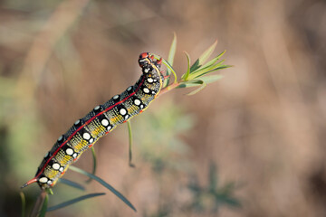 Spurge hawkmoth, Hyles euphorbiae, colourful and toxic caterpillar.