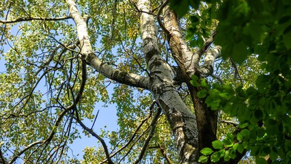 Upper branches of a tree