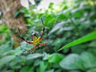 insect Argiope appensa