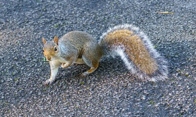 squirrel in the park