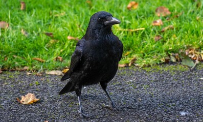 Black bird of the crow family