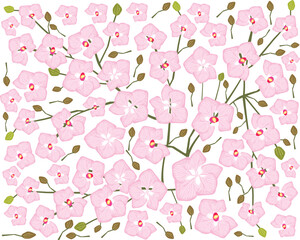 Flower and Plant, Illustration Background of Beautiful Pink Phalaenopsis or Doritaenopsis Orchid Flower Streak.  © Iamnee