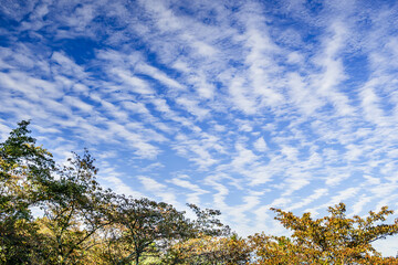 秋の空と木