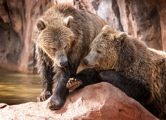 Fototapeta na wymiar Black Bears at Bearizona