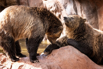 Black Bears at Bearizona