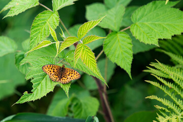 butterfly fritillary (Speyeria aglaja) on a plant leaf