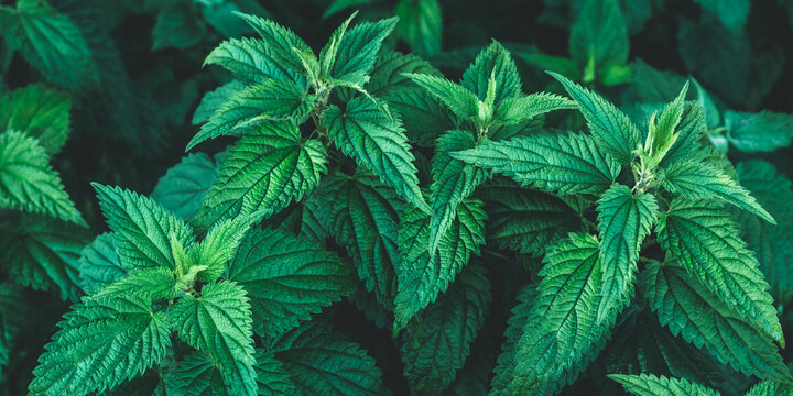 Growing common nettle bush outdoors. Urtica dioica. Stinging nettles plant. Herbal medicine concept. Medicinal herbs. Green foliage background. Dark leaves pattern. Botanical greenery. Panoramic photo