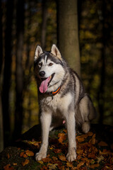  Siberian husky portrait in autumn nature