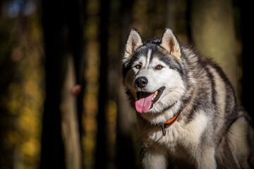 Obraz premium Siberian husky portrait in autumn nature