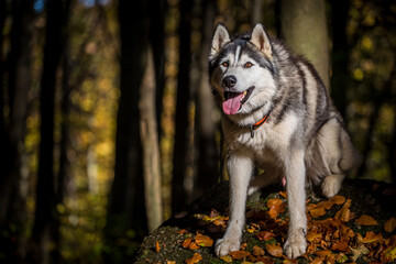  Siberian husky portrait in autumn nature