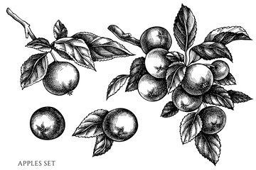 Gardening vintage vector illustrations collection. Black and white apples.