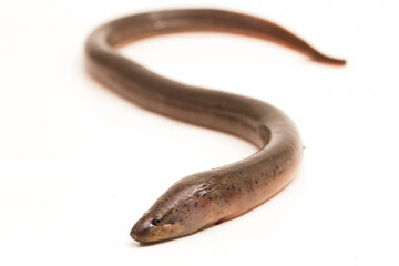 Asian swamp eel (Monopterus albus) isolated on white background - obrazy, fototapety, plakaty