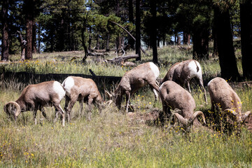 Fototapeta na wymiar Bighorn Sheep, Arizona, September 2022
