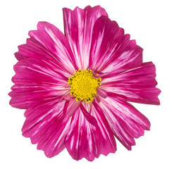 cosmos flower isolated