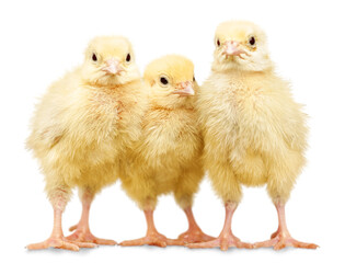 Three small chickens isolated on white background.