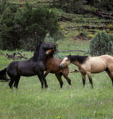 Fototapeta premium Wild Horses Heber Arizona