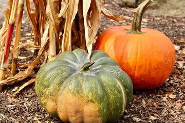 pumpkins on the ground