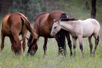 Obraz na płótnie Canvas Wild Horses Heber Arizona