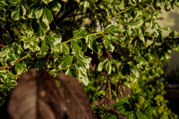 Grüne Sträucher im Garten