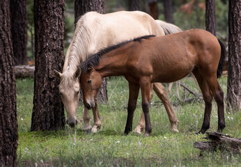 Obraz na płótnie Canvas Wild Horses Heber Arizona