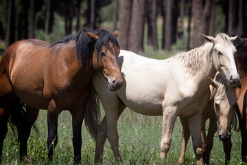 Wild Horses Heber Arizona