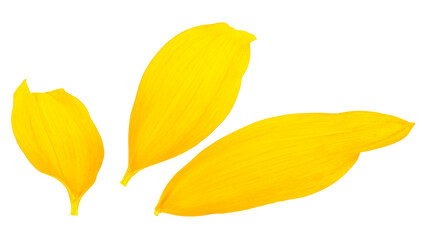 Fresh yellow sunflower petals isolated on a white background, flat lay. Three yellow petals.