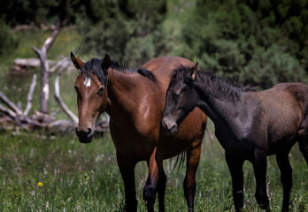 Fototapeta na wymiar Wild Horses Heber Arizona