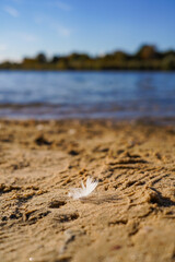 Weiße Feder im Sand