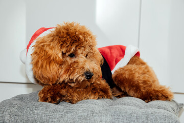 A small ginger poodle dog in a Santa suit sits on a gray pillow on a sunny day. Christmas concept, front view