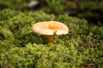 Pilz am Waldboden im Moos
