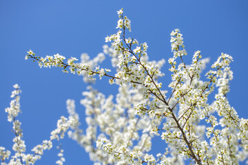 White flowers bloom in the trees. Spring landscape with blooming sakura tree. Beautiful blooming garden on a sunny day. Copy space for text.