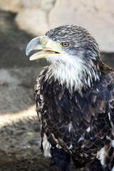 Portrait of a young bald eagle.