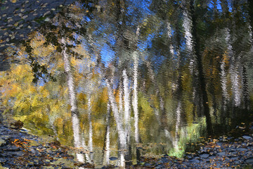 Delaware Township, Pike County, Pennsylvania: Birch trees reflected in a stream in a wooded area at...
