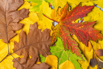 Naklejka na ściany i meble background of autumn leaves red ,yellow ,green