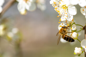 Bee on a flower of the white cherry blossoms. White flowers bloom in the trees. Spring landscape with blooming sakura tree. Beautiful blooming garden on a sunny day. Copy space for text. © Vera