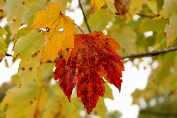 autumn leaves on a tree